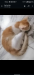 Loest price mixbreed kitten